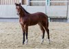 Quarter Horse Stutfohlen - bildhübsch, cool & mit erstklassiger R