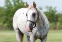 13 year old 14.2 hand Appaloosa gelding