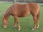 Quarter Horse Stutfohlen