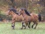 Wunderschöner Highlandpony Youngster