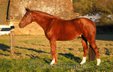 lovely jumper/EQ horse