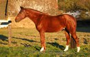 sympathisches Springpferd