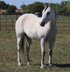 Gorgeous and Gentle Quarter Horse Mare
