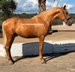 Wunderschöner Hengst Palomino 