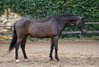  lovely youngster - hunter, jumper, equitation