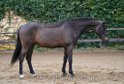  lovely youngster - hunter, jumper, equitation