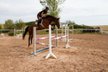 Springpferd - Vielseitigkeitspferd - Talent