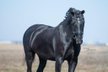 6-year-old, grade Dutch gelding