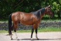 Toll gezeichneter, ganz lieber Paint Horse Wallach
