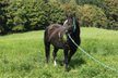 Sensibler Quarter Horse Wallach mit großem Herz 