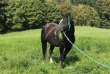 Sensibler Quarter Horse Wallach mit großem Herz 