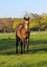 Hancock meets Cowhorse - eine QH Stute, die begeistert