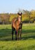Hancock meets Cowhorse - eine QH Stute, die begeistert