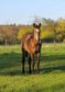 Hancock meets Cowhorse - eine QH Stute, die begeistert
