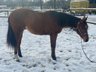 Traumhafter Quarter Horse Nachwuchs sucht förderndes Zuhause
