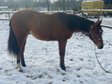 Traumhafter Quarter Horse Nachwuchs sucht förderndes Zuhause