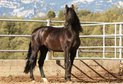 Licensed PRE Black Stallion - ca. 1.69 m - Top pedigree