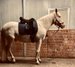 Lusitano Cremello, Lehrpferd, 12 J , 1,57m Stockmass
