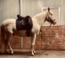 Lusitano Cremello, Lehrpferd, 12 J , 1,57m Stockmass