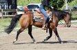 very fine and well-behaved Quarter Horse mare