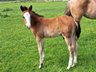 Wundervoller QH Wallach mit top Abstammung