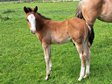 Wundervoller QH Wallach mit top Abstammung