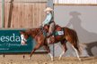 Talentierte Quarter Horse Stute mit erstklassiger Reining-Abstamm