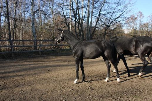 Black stallion with best dressage pedigree
