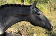 #dressagemare #futureprospect