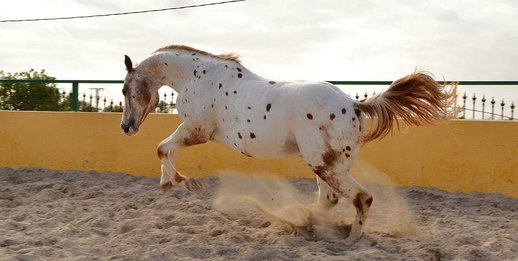 Stallion Appaloosa