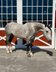 6 year old dapple grey quarter horse gelding