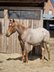 Red roan Quarter Horse Hengst mit top Allround Abstammung