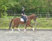 Experienced gelding with good rideability