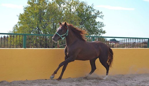 Stallion Purebred Spanish (P.R.E)   