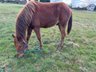 Niedlicher, cooler Wimpys Little Step/Smart Spook Enkel