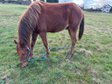 Niedlicher, cooler Wimpys Little Step/Smart Spook Enkel