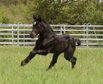 Fantastic blue roan Quarter Horse filly 
