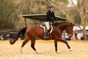 This gorgeous Warmblood gelding is 7years old and measures just 