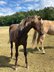 Wonderful Quarter Horse mare in Silver Bay