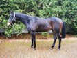  absolutely dear Quarter Horse gelding is looking for a new Zuh