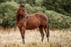uncomplicated Quarter Horse stallion with good reining pedigree