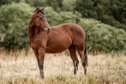 uncomplicated Quarter Horse stallion with good reining pedigree