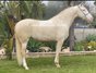 Schöne Stute lusitano