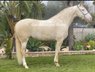Schöne Stute lusitano