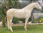 Beautiful mare lusitano