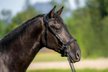 PRE Pura Raza Española, Hengst, 2 Jahre, Rappe, derzeit 1,62m Stm