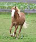 His Royal Whizzes - American Paint Horse, Hengst, 1 Jahr, Fuchs