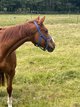 Far below VALUE! Off-road gelding