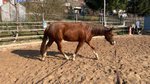 Junge Quarter Horse Stute mit tollem Mind & Potenzial