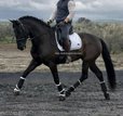 Beautiful andalusian black mare 